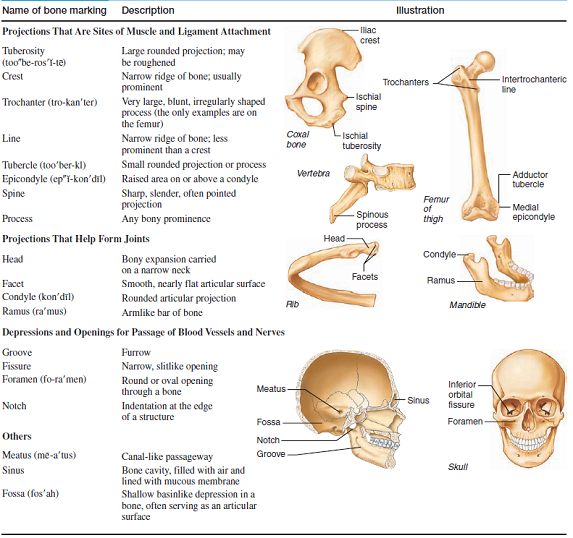 Solved: Place the name of each labeled bone in Figure, into the ...