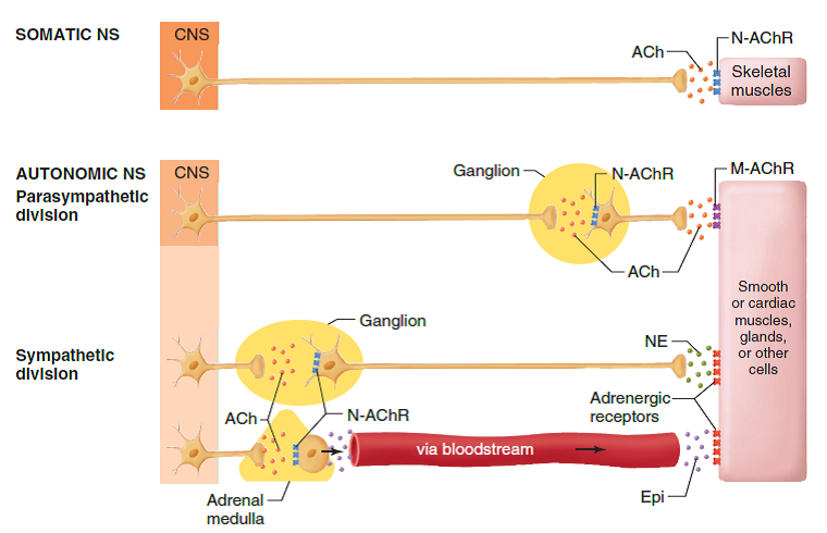 solved-if-the-enzyme-acetylcholinesterase-was-blocked-with-a-d