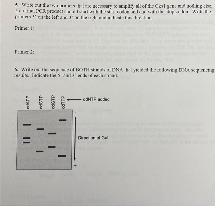 Solved 5. Write out the two primers that are necessary to | Chegg.com