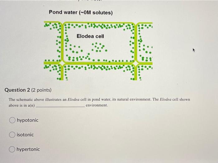 Solved Pond water (-OM solutes) Elodea cell Question 2 (2 | Chegg.com
