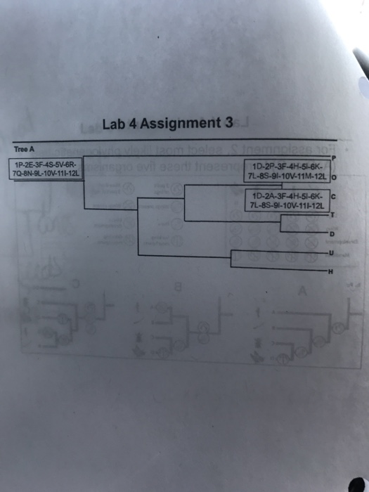 Solved Lab 4 Assignment 3 Tree A 1P-2E-3F-4S-5V-6R- | Chegg.com