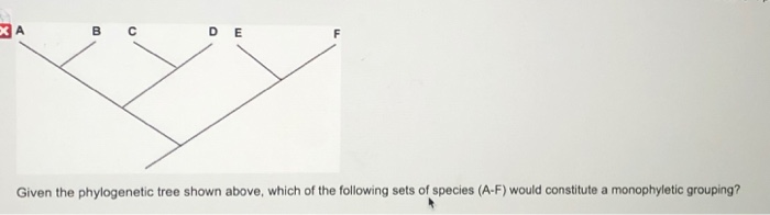 Solved B C DE Given The Phylogenetic Tree Shown Above, Which | Chegg.com