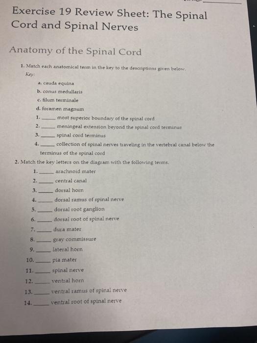 question-exercise-19-review-sheet-the-spinal-cord-and-spinal-nerves