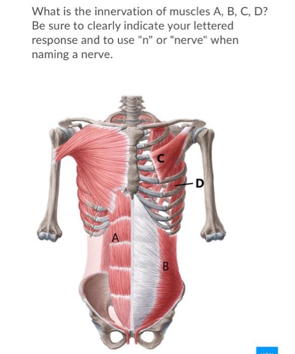 Solved What is the innervation of muscles A, B, C, D? Be | Chegg.com