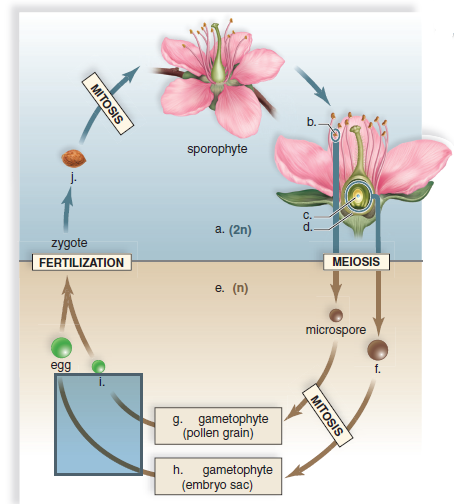 solved-label-this-diagram-of-alternation-of-generations-in-flower