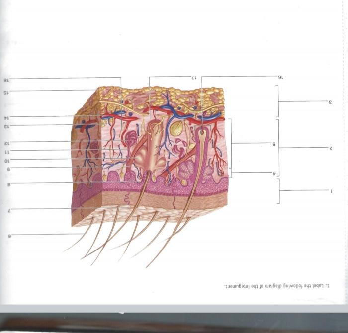 Solved I. Label the following diagram of the integument. 10 | Chegg.com