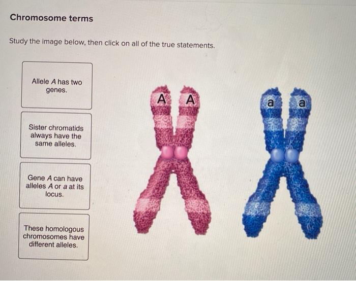 Solved Recognizing meiosis stages Drag a label to identify | Chegg.com