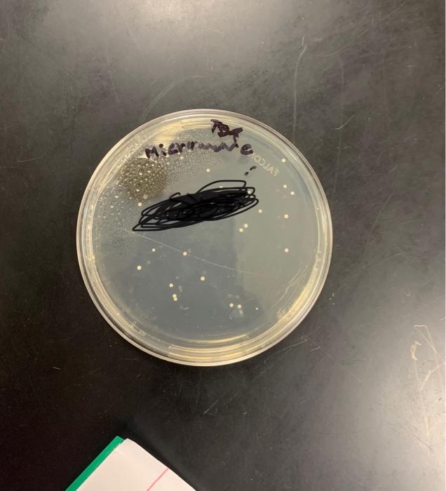 Solved Experiment On Bacterial Agar Plates Can You Write A 