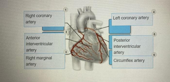 Solved correctly label the following external anatomy of the | Chegg.com