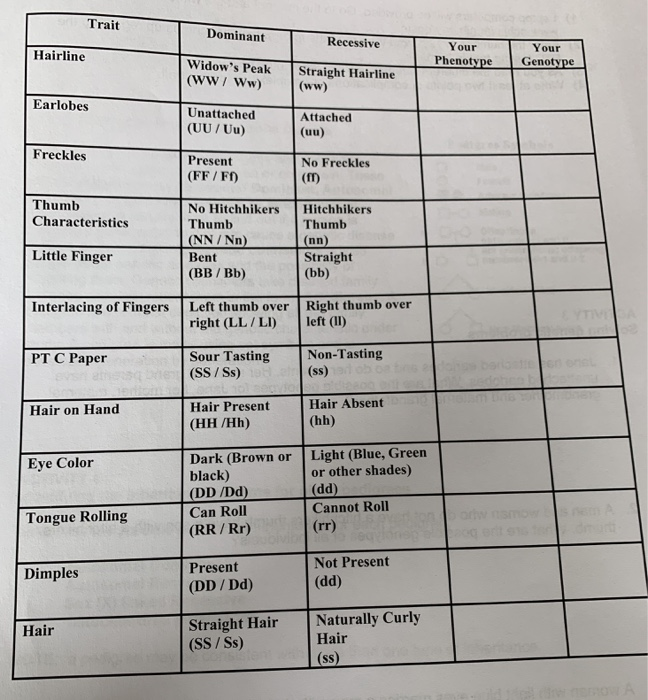 Solved Trait Dominant Hairline Recessive Your Widow's Peak