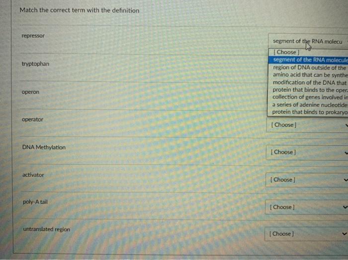 solved-match-the-correct-term-with-the-definition-repressor-chegg