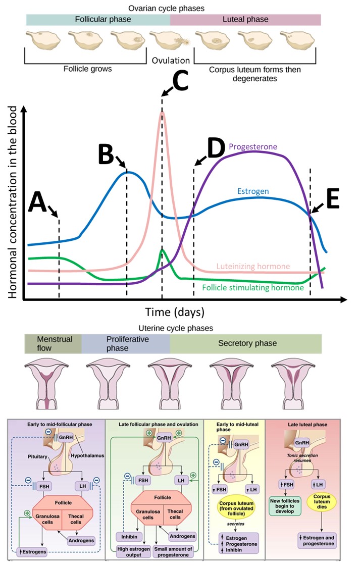 The ovarian and uterine cycles are two interconnected | Chegg.com