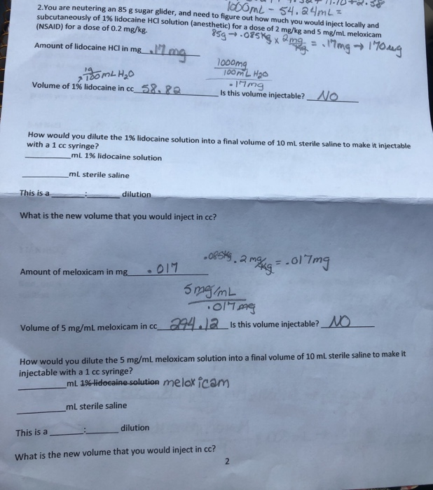 neutering sugar gliders