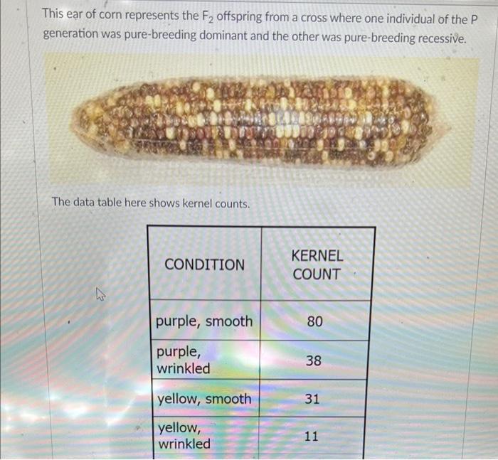 Solved This ear of corn represents the F2 offspring from a
