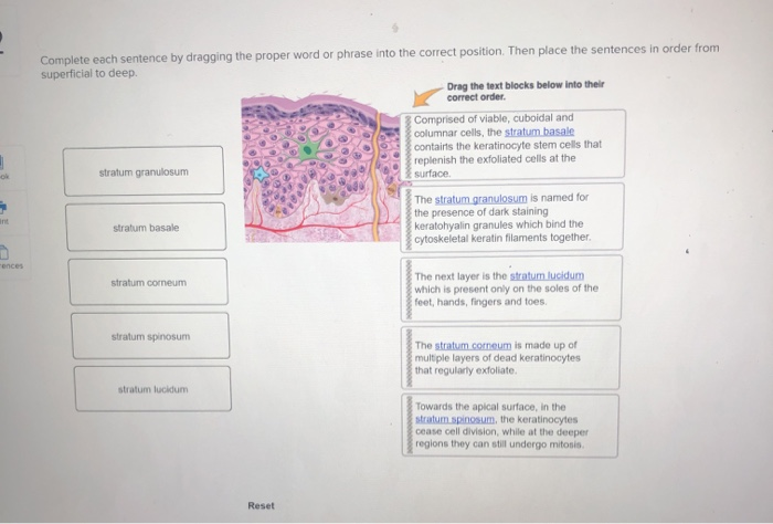 Solved: Complete Each Sentence By Dragging The Proper Word... | Chegg.com