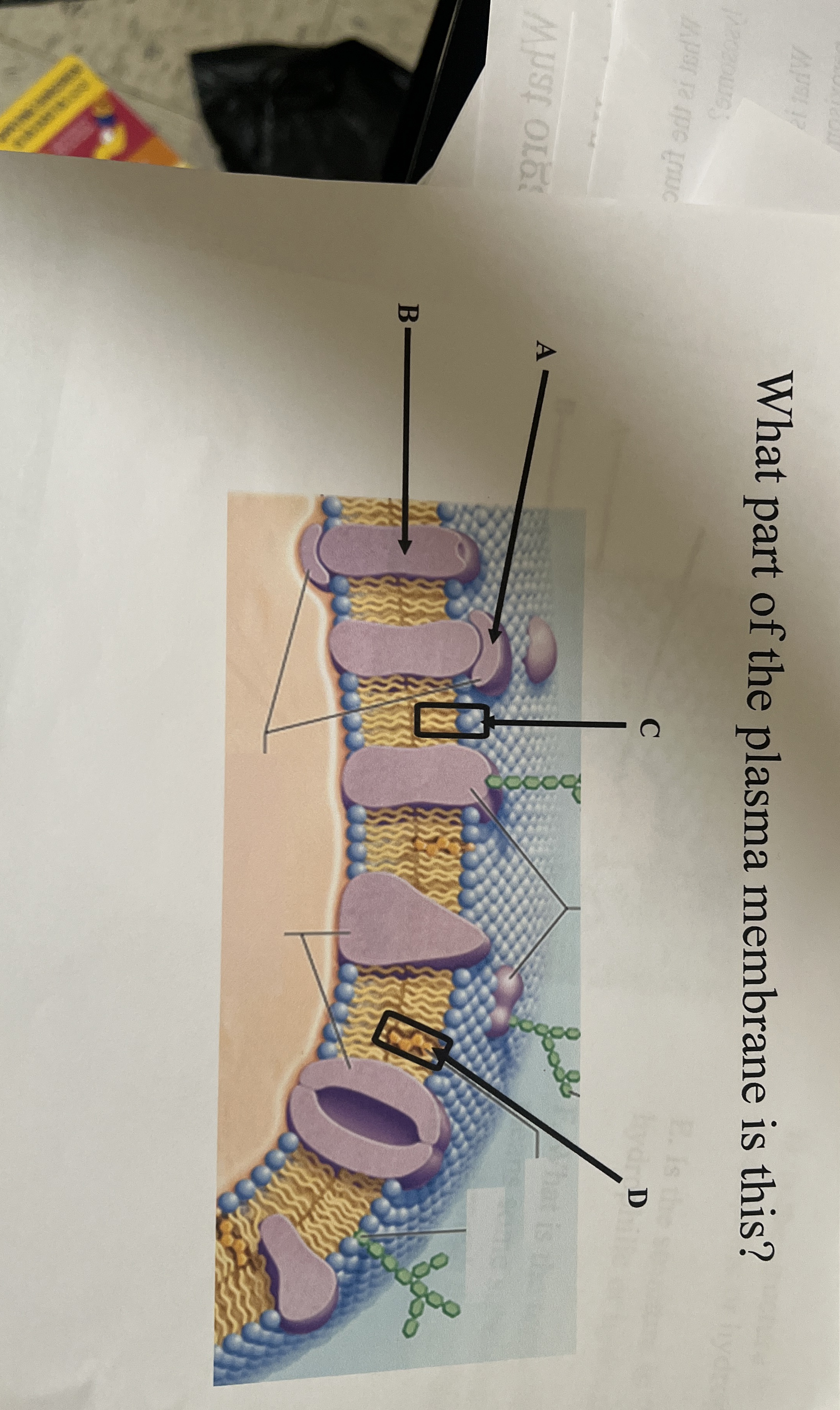 Solved What part of the plasma membrane is this? | Chegg.com