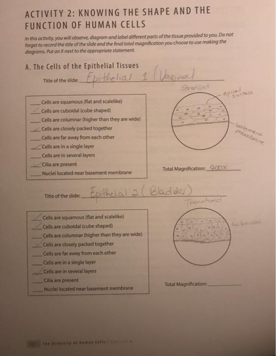 ACTIVITY 2: KNOWING THE SHAPE AND THE FUNCTION OF HUMAN CELLS In this activity, you will observe diagram and label different
