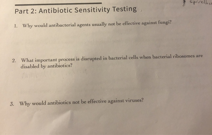 Solved pirellhu Part 2: Antibiotic Sensitivity Testing Why | Chegg.com