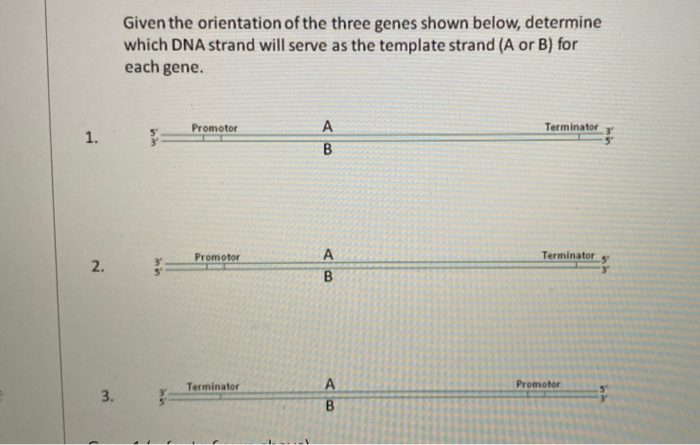 Solved Given this diagram of the partial sequence of a gene | Chegg.com