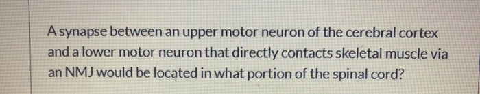 Solved A synapse between an upper motor neuron of the | Chegg.com