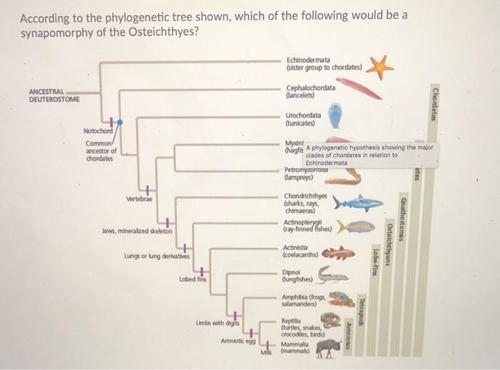 Solved According to the phylogenetic tree shown, which of | Chegg.com