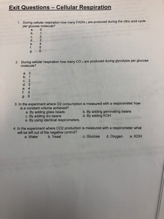 Solved Exit Questions - Cellular Respiration 1. During | Chegg.com
