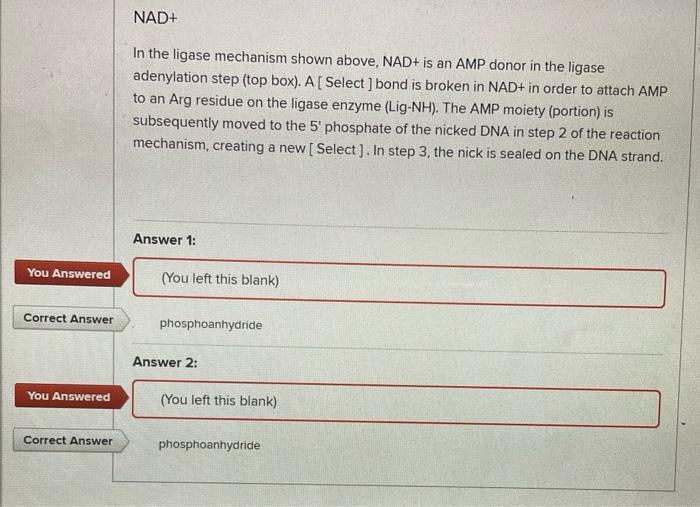 Solved Answer the following questions for the nucleic acid
