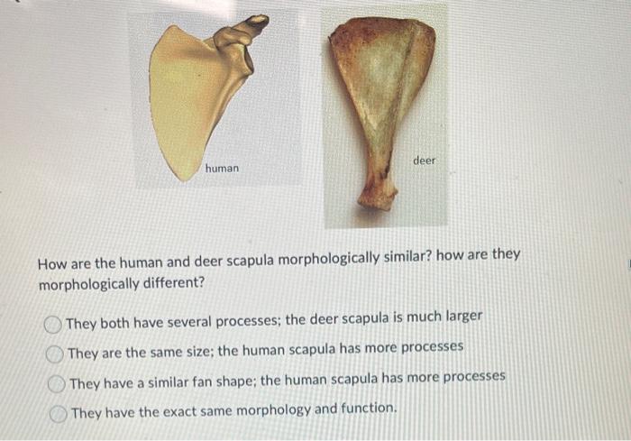 How are the human and deer scapula morphologically similar? how are they morphologically different?
They both have several pr