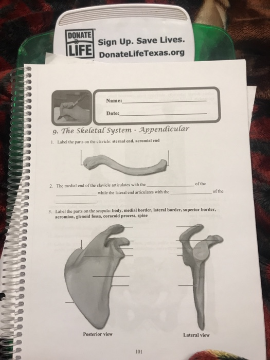 Solved Pre-Lab Name: 9. The Skeletal System - Appendicular | Chegg.com