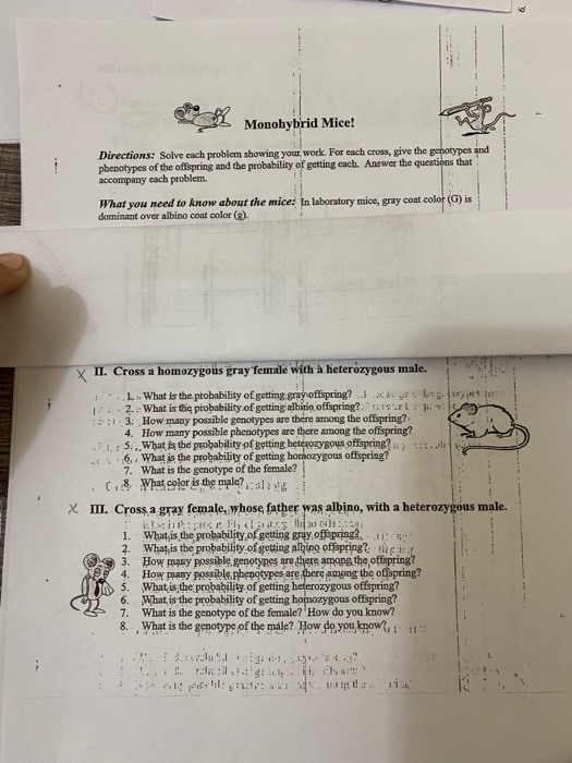 Solved Monohybrid Mice! Directions: Solve each problem | Chegg.com