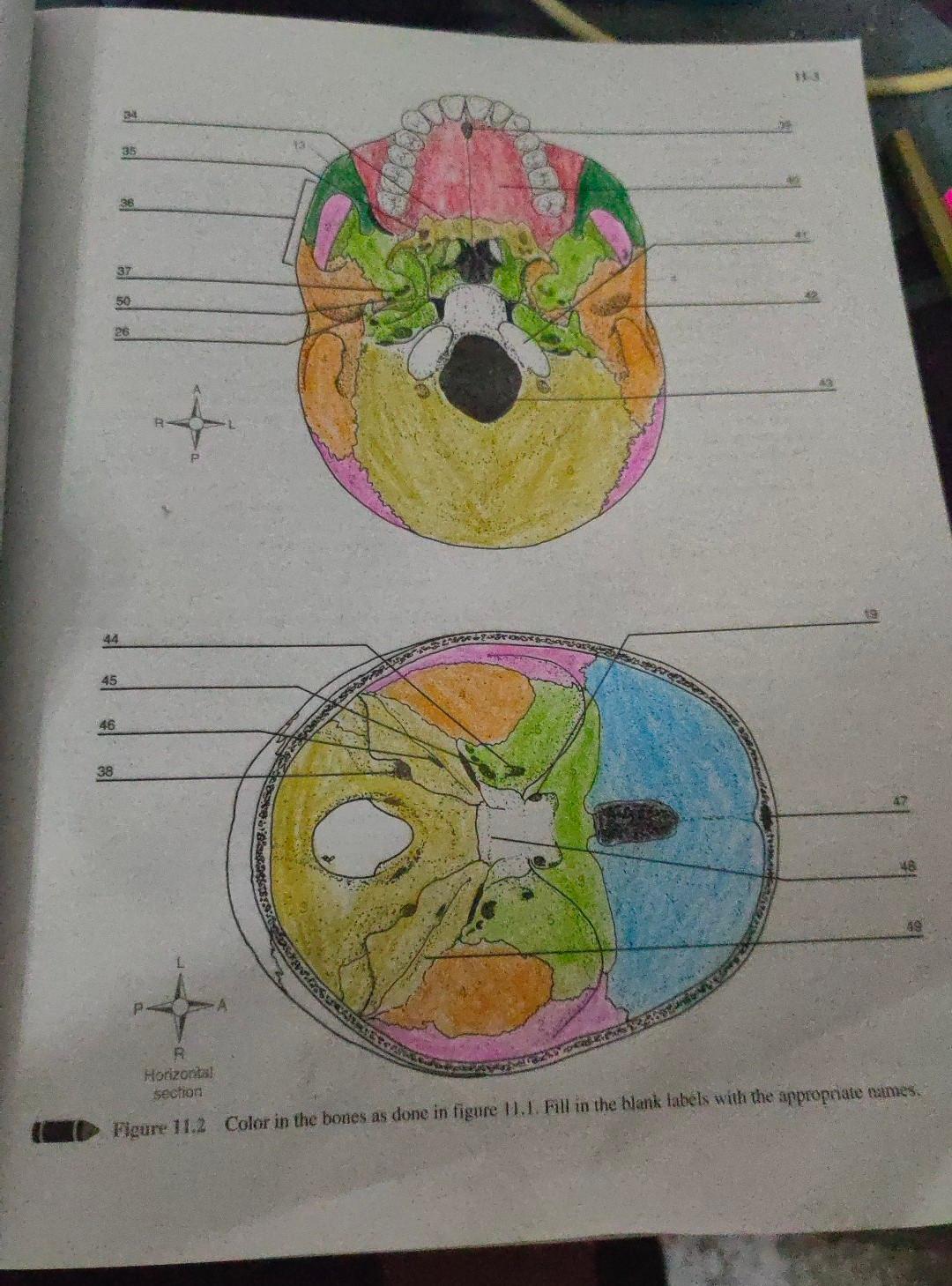 3 35 37 50 26 + 44 45 46 38 Horizontal section O Figure 11.2 Color in the bones as done in figure 11.1. Fill in the blank lab