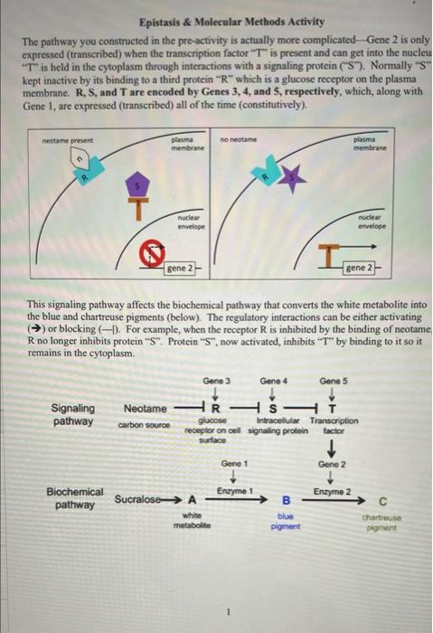 Epistasis & Molecular Methods Activity The Pathway | Chegg.com