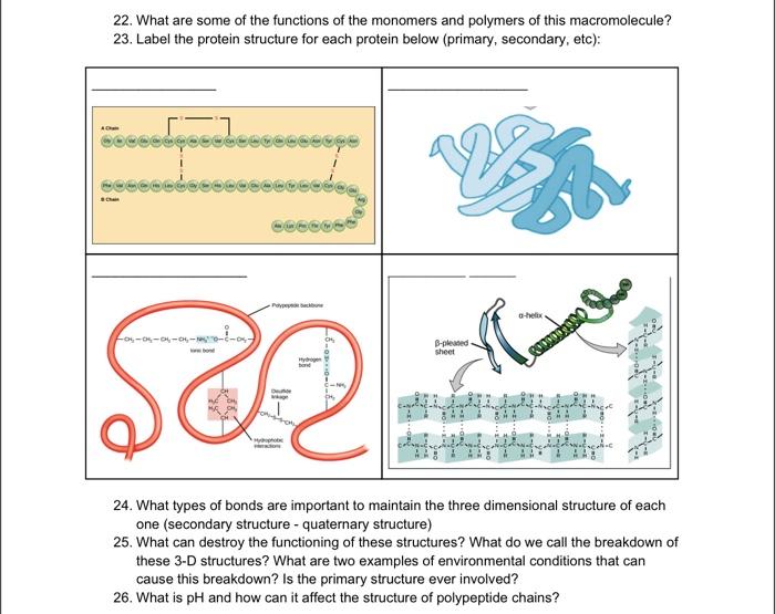 Solved III. Macromolecule \#3: (Title) 14. What | Chegg.com