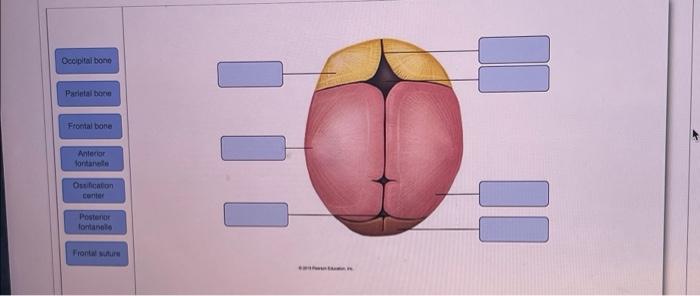 Occipital bone
Parietal bone
Frontal bone
Anterior
fontanelle
Ossification
conter
Postenor
fontanele
Frontal suture
II
11