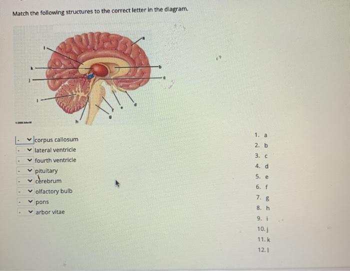 Solved Match the following structures to the correct letter | Chegg.com