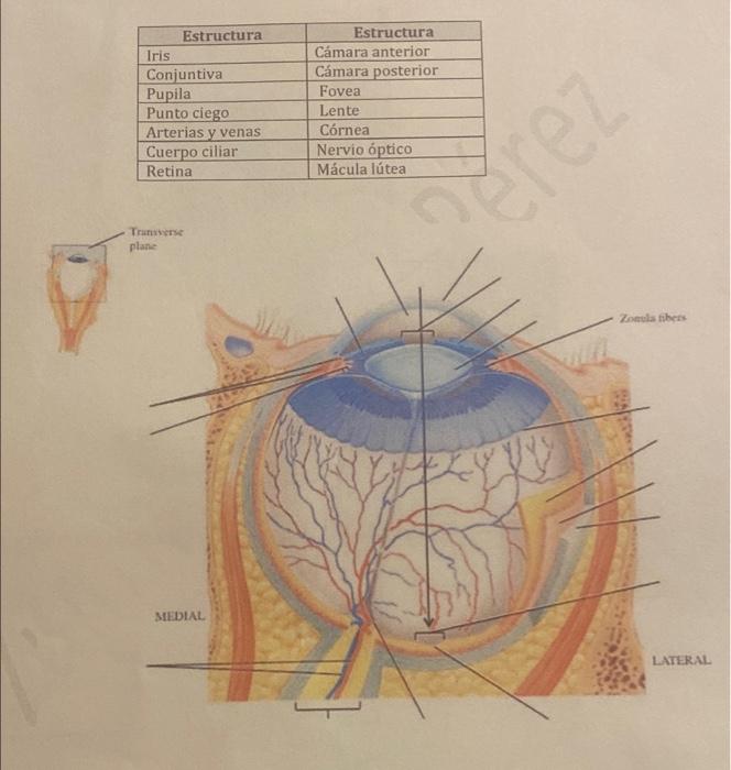 Estructura Iris Conjuntiva Pupila Punto ciego Arterias y venas Cuerpo ciliar Retina Estructura Cámara anterior Cámara posteri