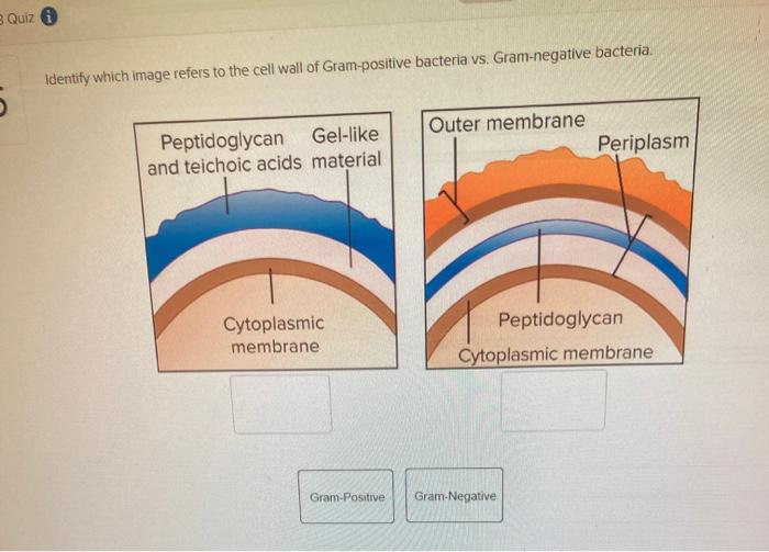 Peptidoglycans
