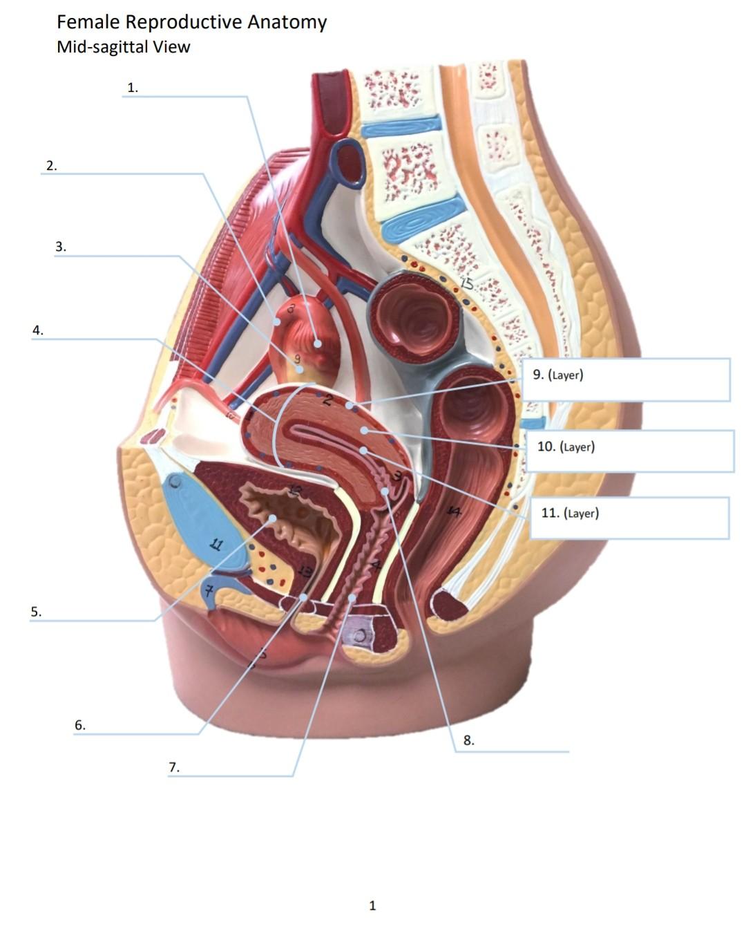 female reproductive model labeled