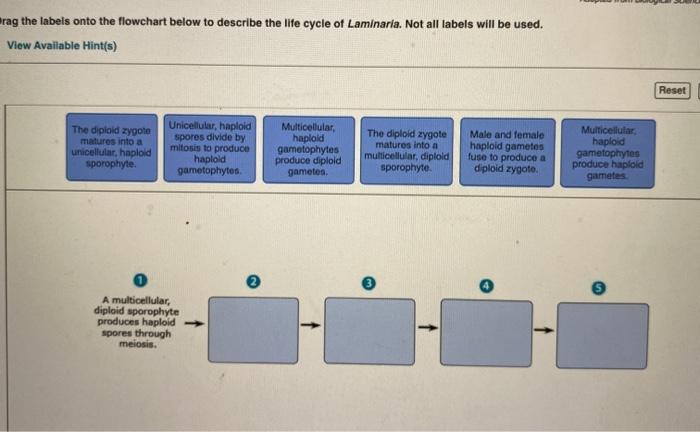 Solved Rag The Labels Onto The Flowchart Below To Describe Chegg Com