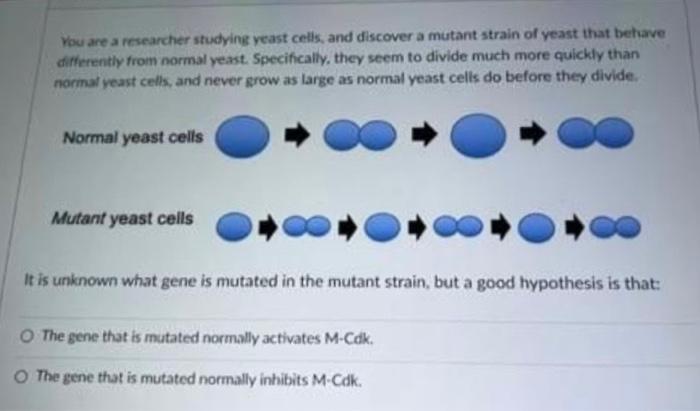 Solved You are a researcher studying yeast cells, and | Chegg.com