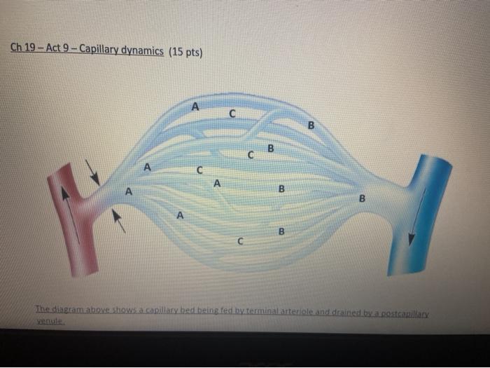 Ch 19 - Act 9 - Capillary dynamics (15 pts) A с B В B А B B А B The diagram above shows a capillary hed being fed by terminal