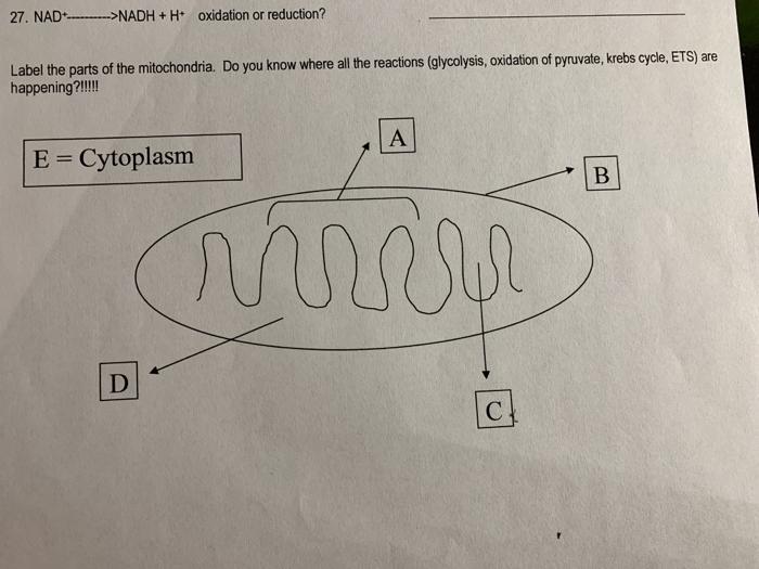 Solved 27. NAD ------>NADH + H+ oxidation or reduction? | Chegg.com