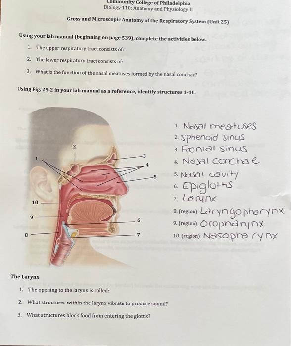 UNIT 1: The Respiratory System