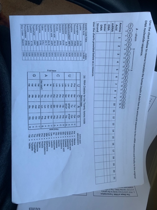 Solved Use the chart below to reverse translate the human | Chegg.com
