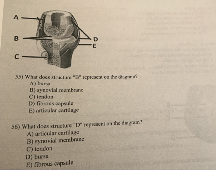 Solved A B C- 55) What does structure "B" represent on the | Chegg.com