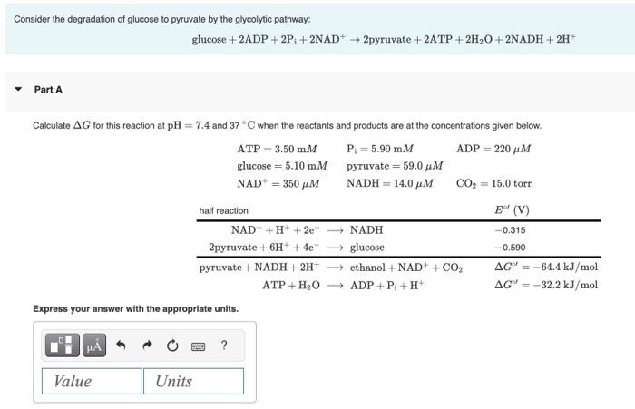 glucose to pyruvate