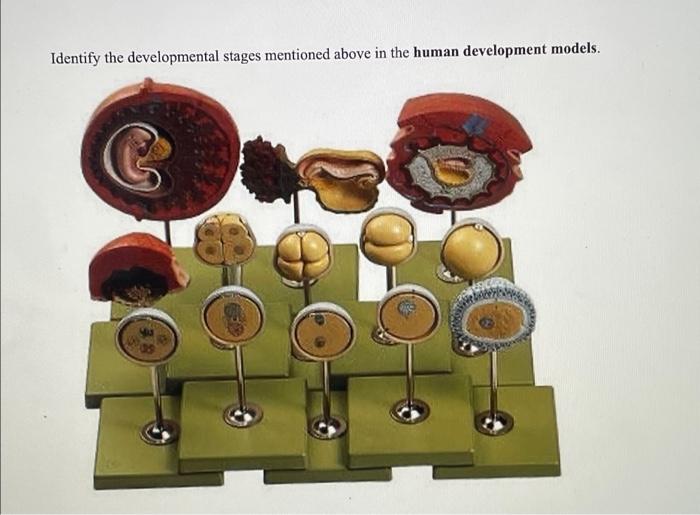 Identify the developmental stages mentioned above in the human development models.
&
