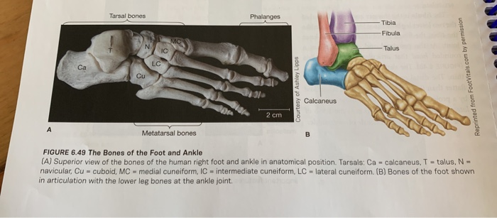 Solved: Partc Refer To The Skeletal Material Provided By Y 