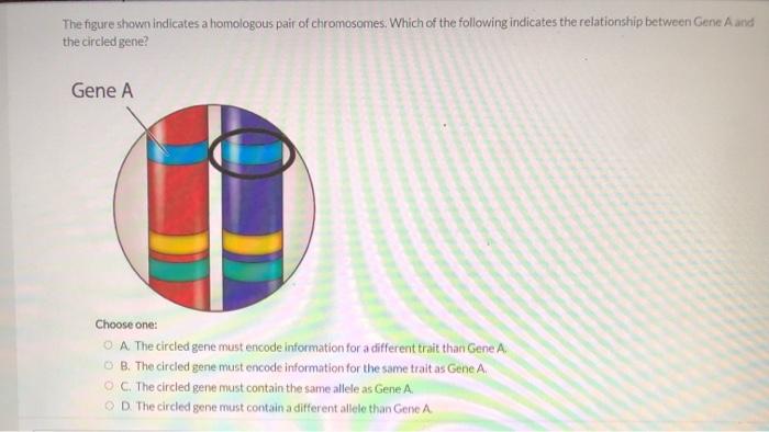 Solved The figure shown indicates a homologous pair of | Chegg.com