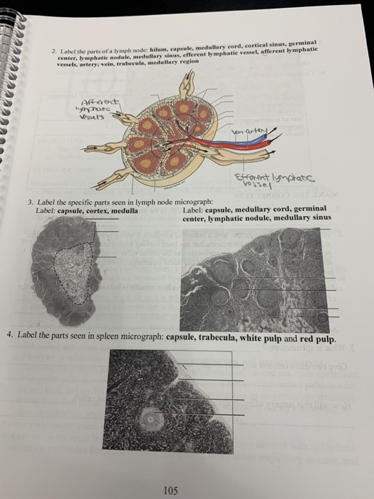 Solved ) 222222222999 2. Label the parts of a lymph node: | Chegg.com